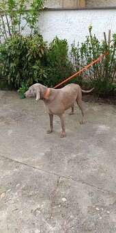 Weimarský stavač - 4