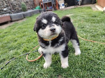 Predám šteniatko Mix husky/malamut. Odber možný od 4.mája Pr - 4