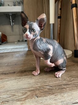 Sphynx - 4