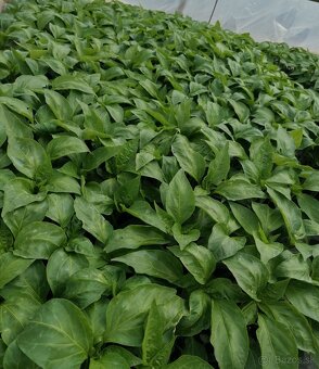 Planty, priesady - 4