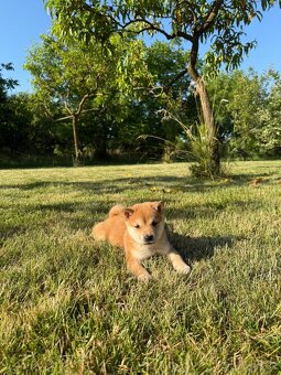 Šteniatka Shiba Inu - 4