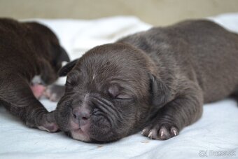 American bully - 4