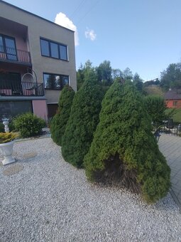 Smrek biely-conica - 4