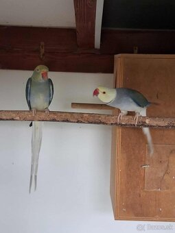 Alexander malý- hlava chvost - 4