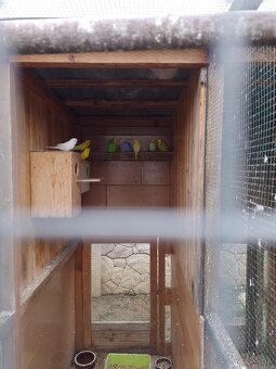 Papagáj spevavy - 4