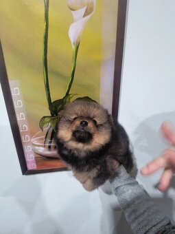 Špic typ pomeranian - 4