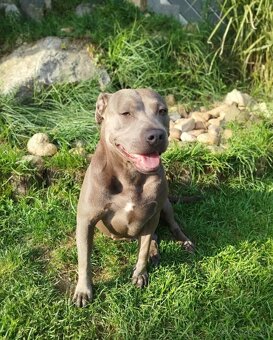 Americký stafordšírsky teriér - 4