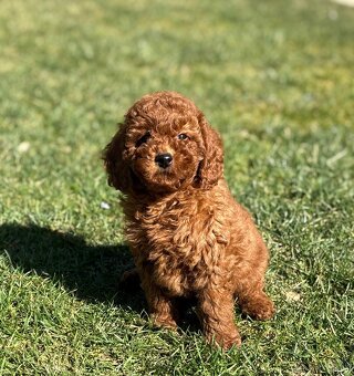 Pudel, pudlik toy / trpaslik - 4