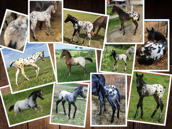 Appaloosa - čierny HOMOZYGOT + garancia: FAREBNÉ žriebä - 4
