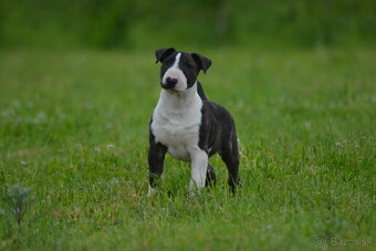Bull terrier / Bullterrier / Bulterier šteniatka /FCI - 4