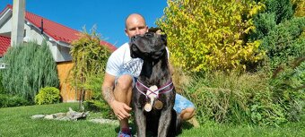 Cane corso - 4