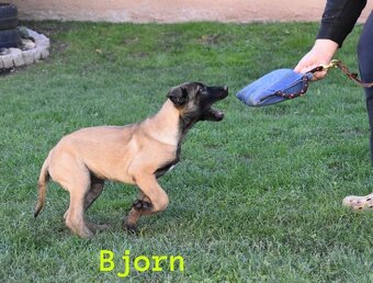 Belgický ovčiak Malinois s PP - 4