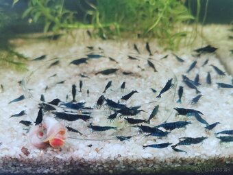 Krevetky žlté, modré, červené a rilli - 4