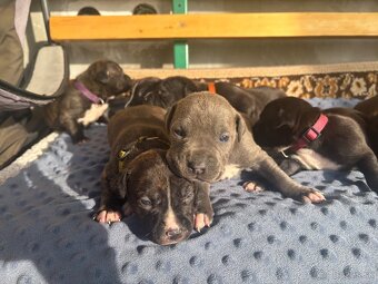 Americký stafordsirsky terier, Stafford, amstaf - 4