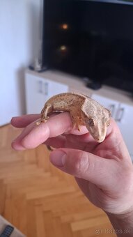 Pagekon riasnaty samček - 4