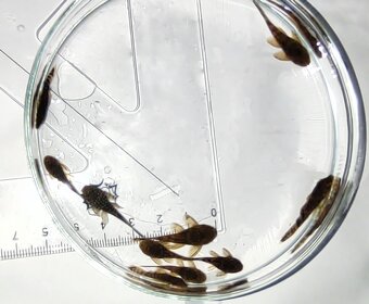 Prísavník - Ancistrus – párik + malé rybky - 4