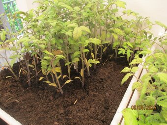 predam plantu, priesady - 4