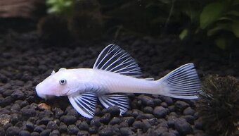 Corydoras, Panciernicek, Prisavnik, Malawi, Kotulky - 4