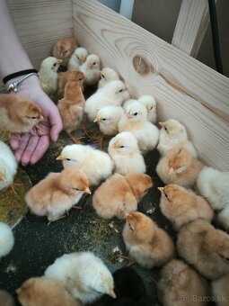 5 týždňové Leghorn biely a gazdovska hempsirka - 4