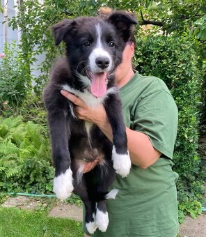 Border collie/Border kólia s PP - 4