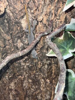 Strophurus taenicauda - chovné trio - 4