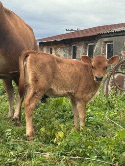 Jersey teliatko samička – takzvaná jalovička 100% A2A2 - 4
