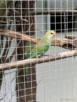 Predám Alexandre … - 4