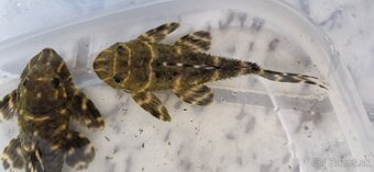 L204 panaqolus albivermis - 4