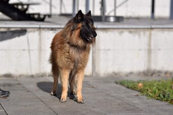 Belgický ovčiak _ Tervueren s PP (FCI) psíci - 4