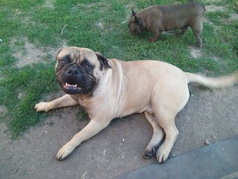Bullmastiff - 4
