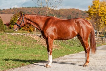 Nádherný 5r valach do športu - 4