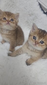 Britská cincila - 4