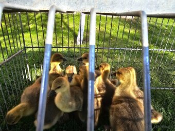 Husky landes - 4