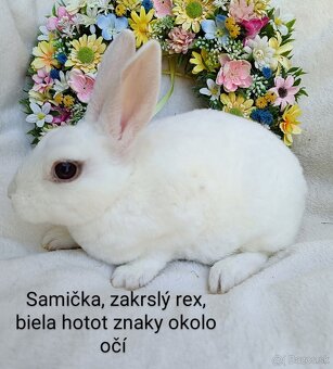 Zakrslé ( zdrobnené) rexy s VP samičky - 4