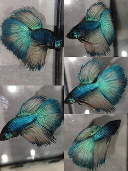 Betta Splendens - Bojovnica Pestrá. - 4