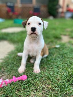 Americký stafordšírsky teriér - 4