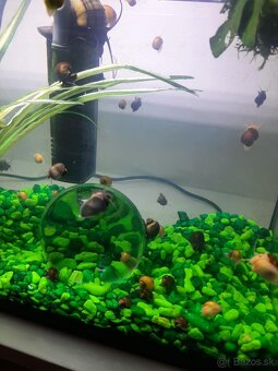 akvarijné slimáky - 4