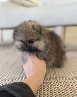 Pomeranian gray - 4
