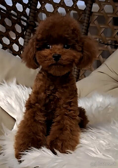 pudel teacup girl 6mes. 1.3kg - 4