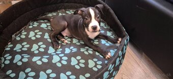 Americký Staford - 4