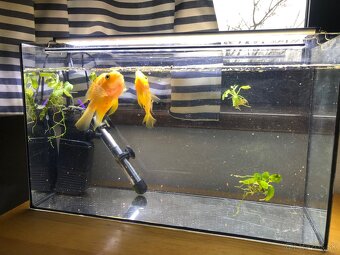 Akvarium - 30 litrov - 4