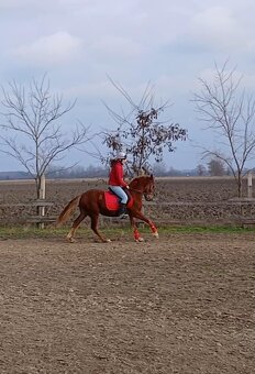 Welsh cob - 4