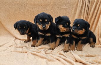 Rotvajler,rotveiler,rotvailer,rotwailer,rotweiler na predaj. - 4