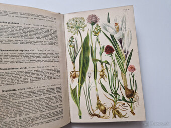 Alpská flóra 1919 - 30x barvotisková tabule alpinky atlas - 4