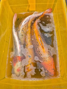 Koi kapre - 4