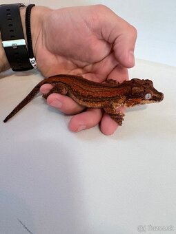 Pagekón hrbolkohlavý - Rhacodactylus auriculatus - 4
