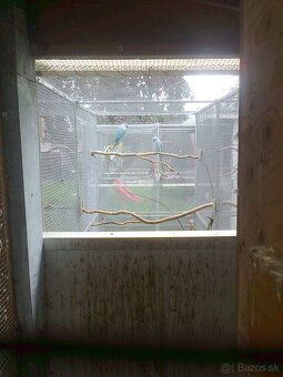 Alexander maly modry - 4