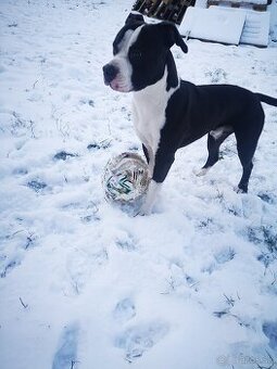 Staford hľadá stafordku - 4