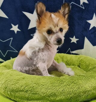 čínsky chocholatý pes - 4