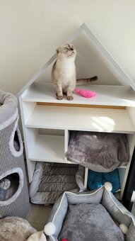 Škótske mačiatka s PP/F.TICA 27 - 4